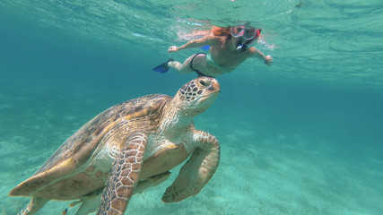 Das Mädchen schwimmt neben der Meeresschildkröte. Rotes Meer. Marsa Alam