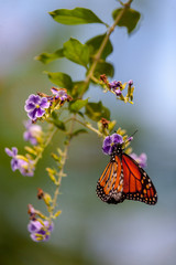 Danaus plexippus Borboleta Monarca