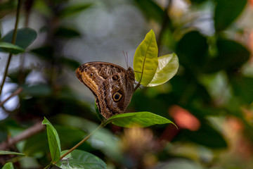 aligo beltrao Borboleta Coruja