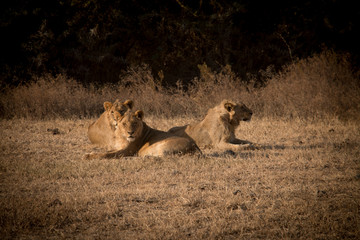 Naklejka premium A pride of lions in Ngorongoro Crater