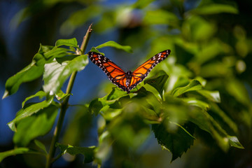 Danaus plexippus Borboleta Monarca