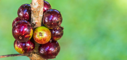 Jabuticaba no galho.