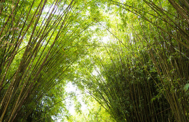 Green bamboo forest nature background.