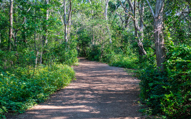 Fototapeta na wymiar rustic trail through lush green forest in Massachusetts