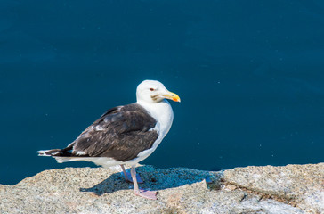 close up of white and black seagull standing on rocks overlooking the Atlantic ocean at Cape Ann, Massachusetts