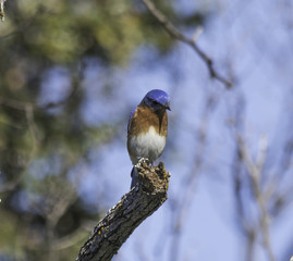 Eastern Bluebird perched looking right