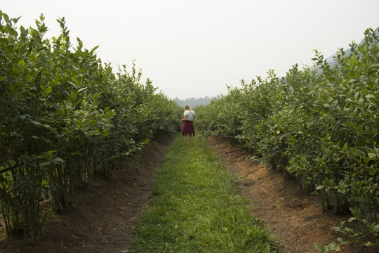 Woman picking blueberries among rows of bushes