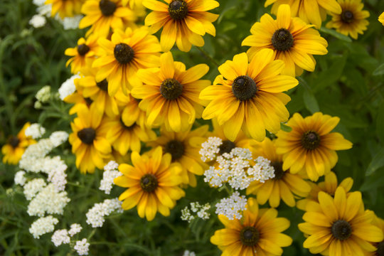 Beautiful yellow and white flowers blossoming in the summertime