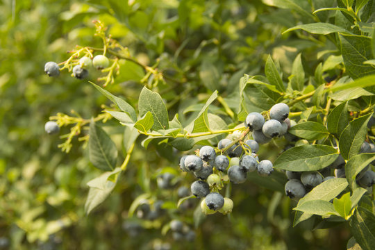 Fresh, ripe blueberries growing on a laden bush
