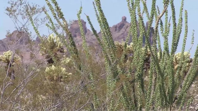Closeup of three iconic plants of the Sonoran Desert - creosote, ocotilla and jumping cholla against an iconic backdrop of a volcanic formation of needles and columns.