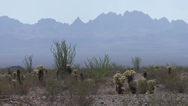 A layered and sweeping vista of the Sonoran desert landscape featuring jumping cholla, ocotilla and creosote scrub against a deep, broad valley and then a high and rugged mountain range.