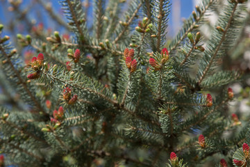 Beautuful branch pine tree red spring spruce nature  