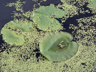 Lily pad leaf with water making shape of a heart