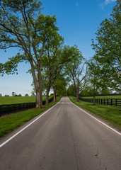 Fototapeta na wymiar Tree Lined Country Road Through Horse Farm
