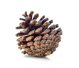 brown pine cone isolated on white background