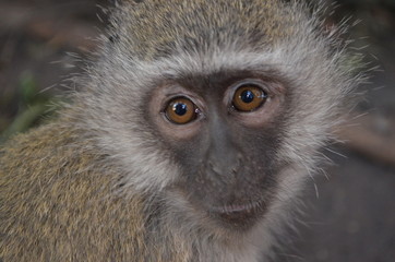 Vervet Monkey