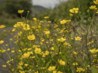 Buttercups