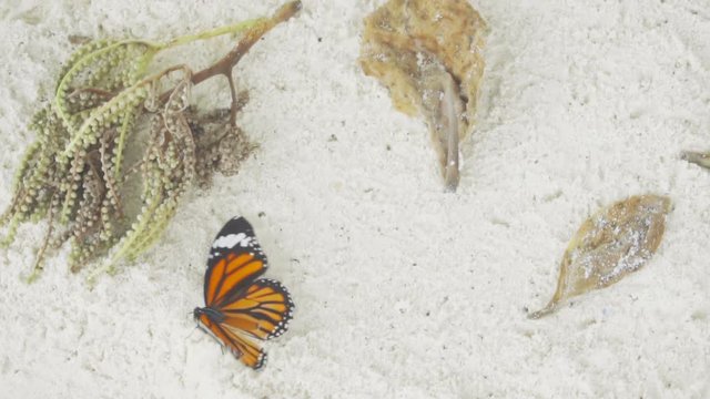 Monarch butterfly on sandy beach
