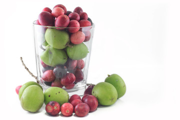 Berry red and olive properties medicinal