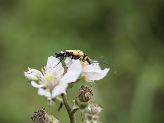 Beetle on flower