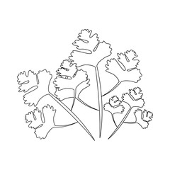 Coriander icon image