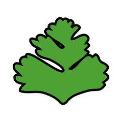 Coriander icon image