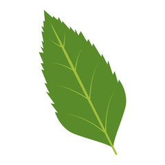 natural leaf botanical foliage ecology element vector illustration
