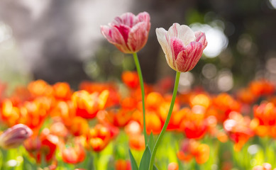 Beautiful bouquet of pink tulips flower on orange tulips field