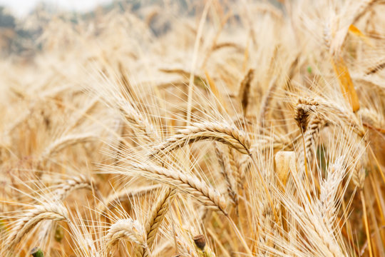 Closeup of ripening ears of wheat or rye, agriculture concept
