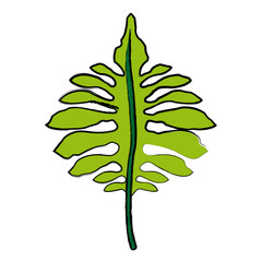 nature leave foliage botanical image isolated on white background vector illustration