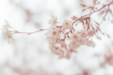 Cherry blossoms