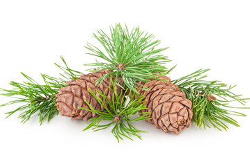 Cedar cones with branch