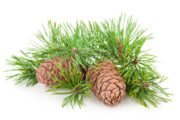 Fototapeta premium Cedar cones with branch