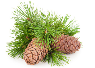 Fototapeta premium Cedar cones with branch