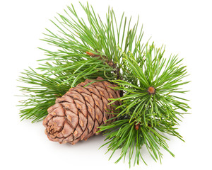 Cedar cone with branch