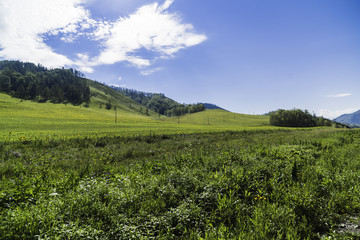 Fototapeta na wymiar Summer landscape of the Altai fields