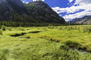 Naklejka premium Summer mountain landscape of Altai