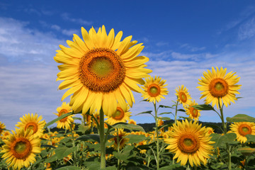 ヒマワリ　ハイブリットサンフラワー