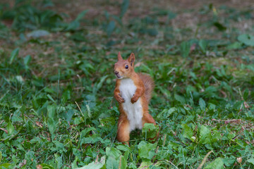 Squirrel standing in the grass
