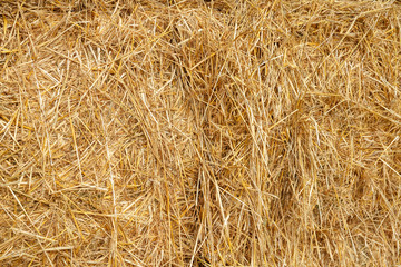 yellow background with dig mowed wheat. natural straw background.
