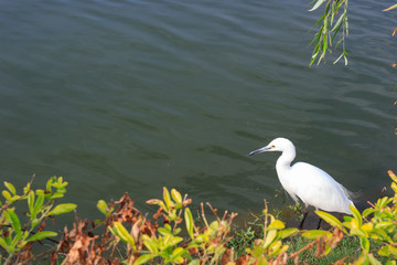 Little Egret Looking For Fish