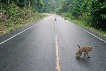 Monkey in Khaoyai National Park,Thailand