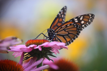 Fototapeta na wymiar Monarchs 2