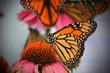 Monarchs