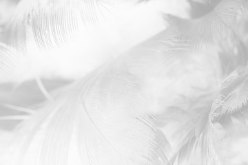 black and white feather texture background