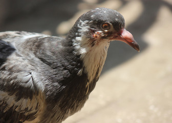 Pigeon Profile