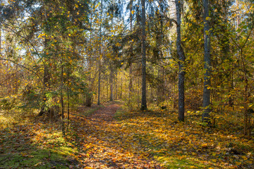 Path through the autumn forest with deciduous trees backlit by the rays of the sun.