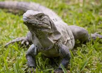 Iguana on Grass