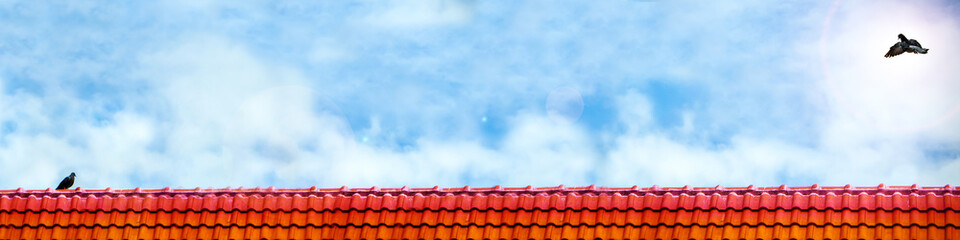 pigeon fly to pigeon lover stand on roof and blue sky white cloud