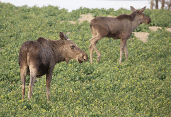 Moose calf eat harvest out on the field.